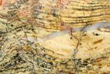 Polished Strelley Pool Stromatolite Slab - Billion Years Old #273555-1